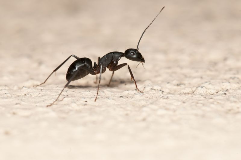 Ant Control Service