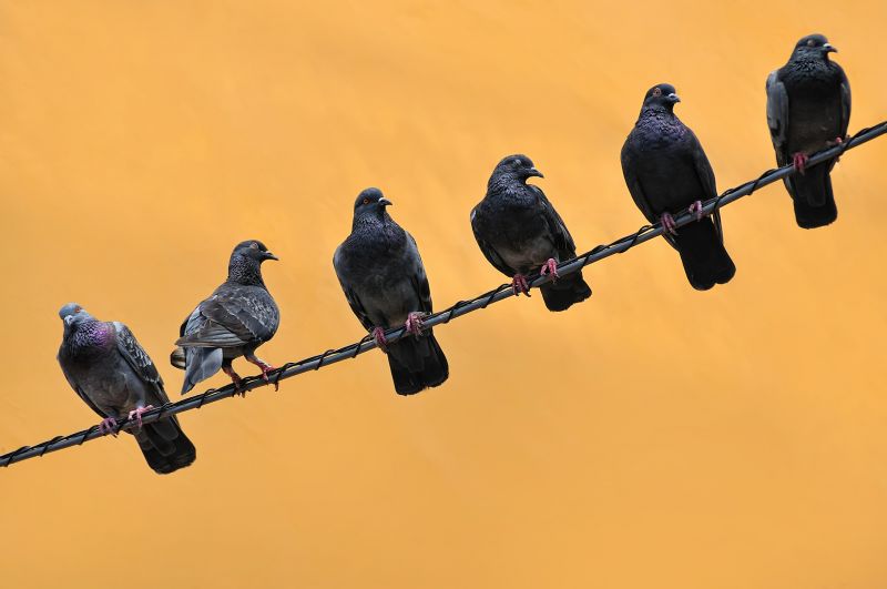 Bird Control Service