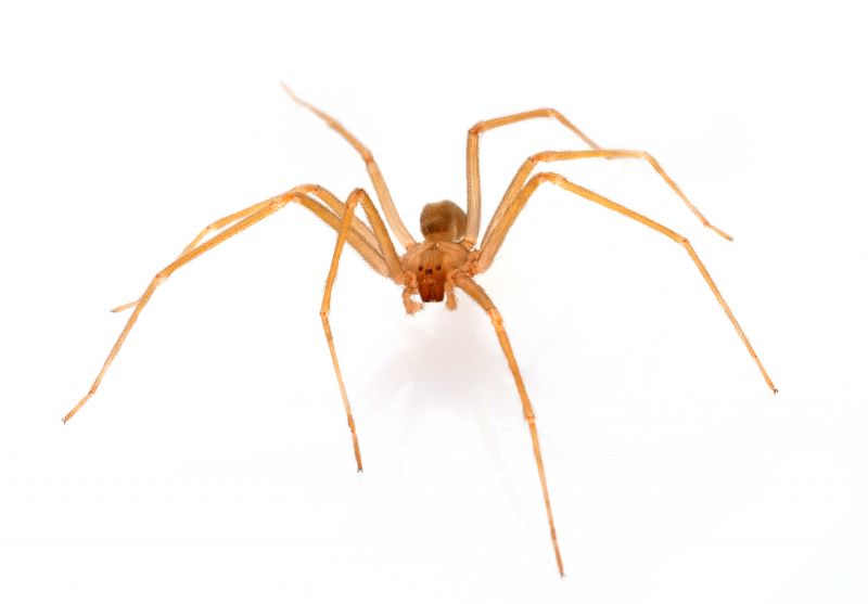 Brown Recluse Extermination