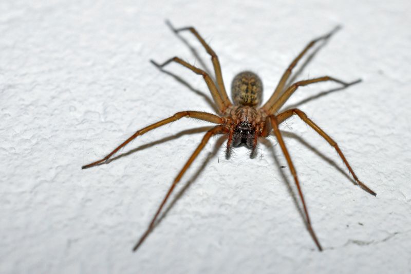 Common Spiders Extermination