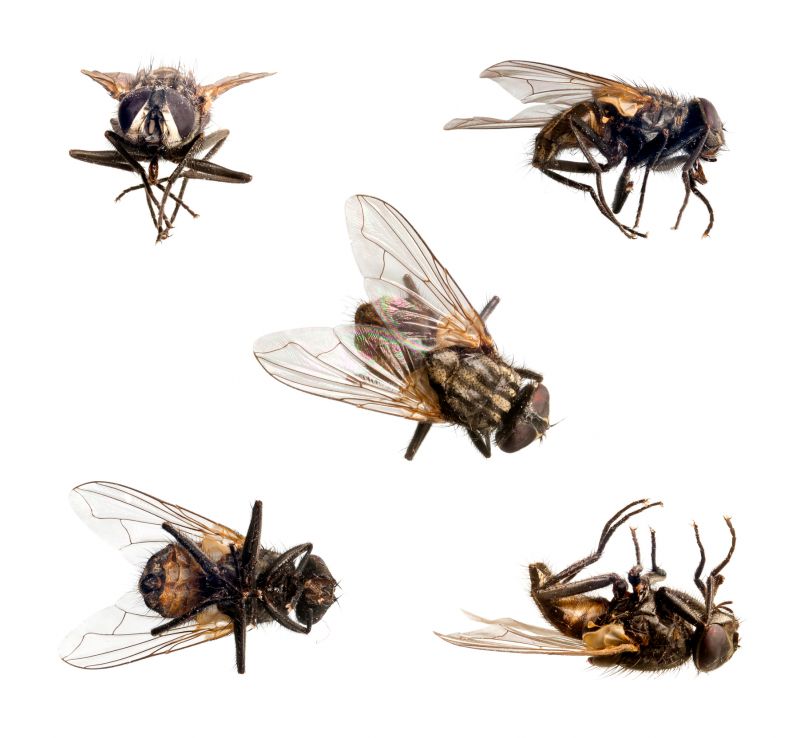 Fly Infestation Extermination detail