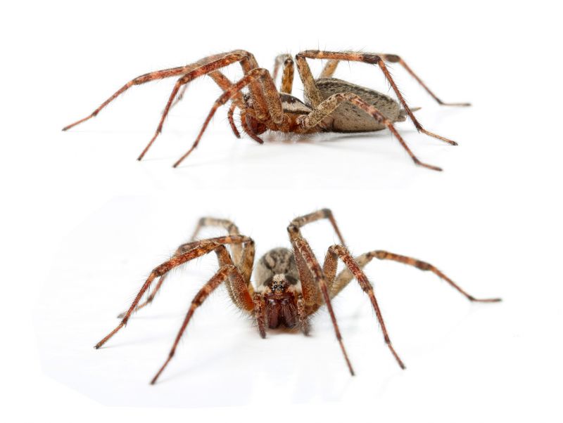 Hobo Spider Extermination