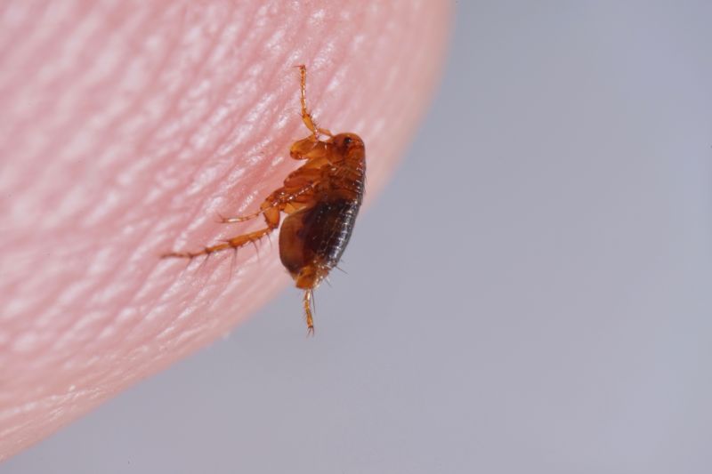 How Flea And Tick Infestations Impact Commercial Properties