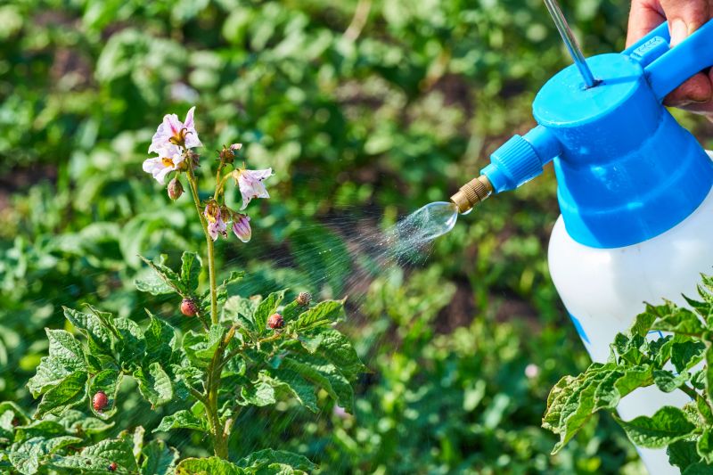 Lawn Insect Spraying