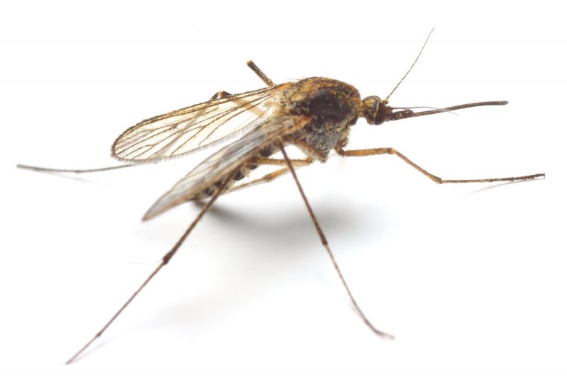 Spring Mosquito And Fly Control Solutions For Commercial Properties