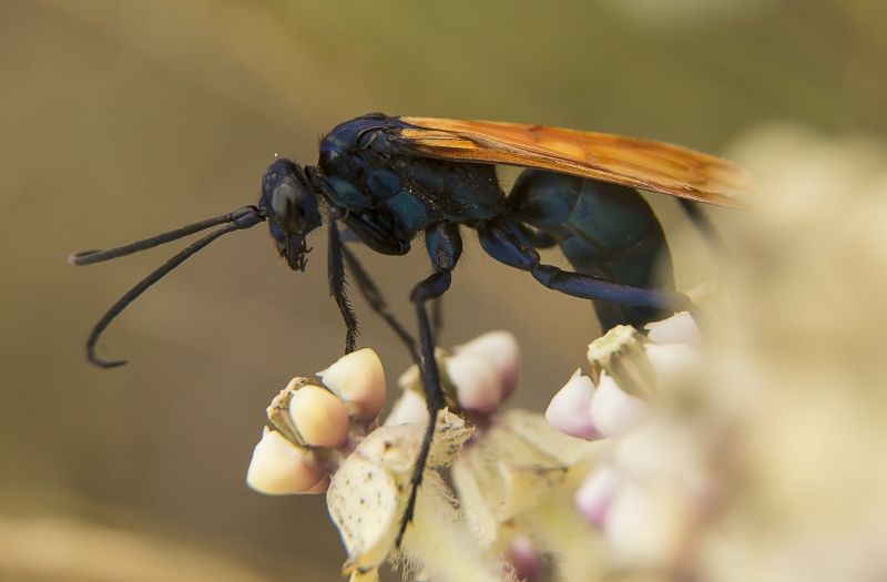 Tarantula Hawk Removal