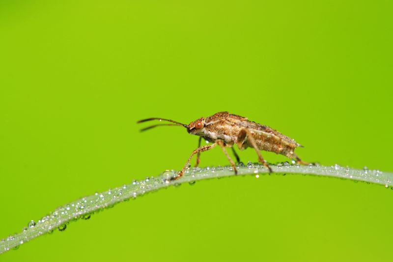 Why Stinkbugs Invade Homes And Buildings
