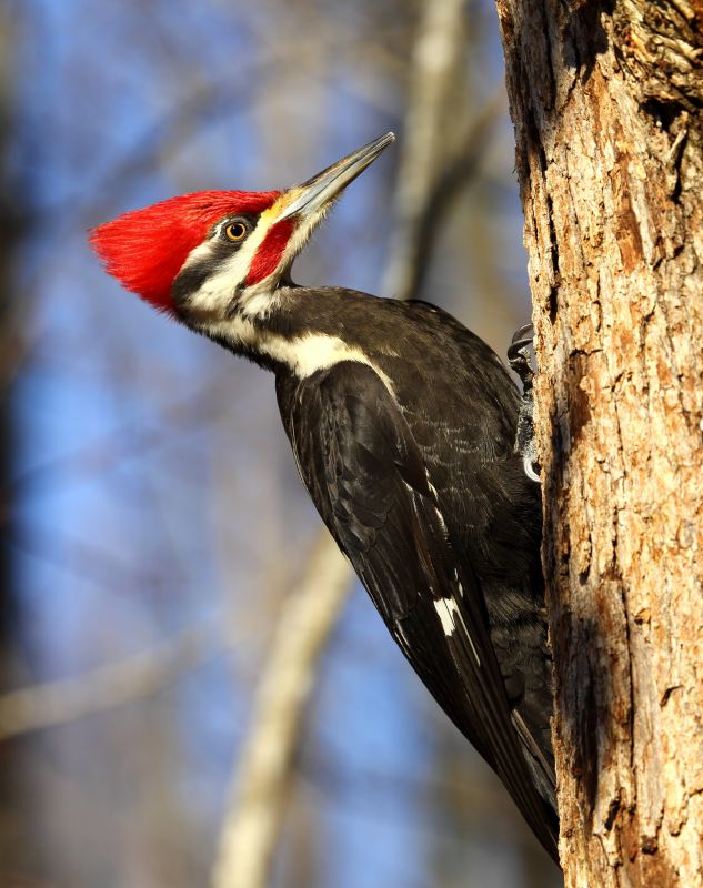 Woodpecker Removal Service